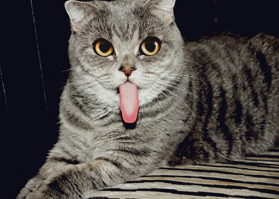 Котенок с высунутым языком