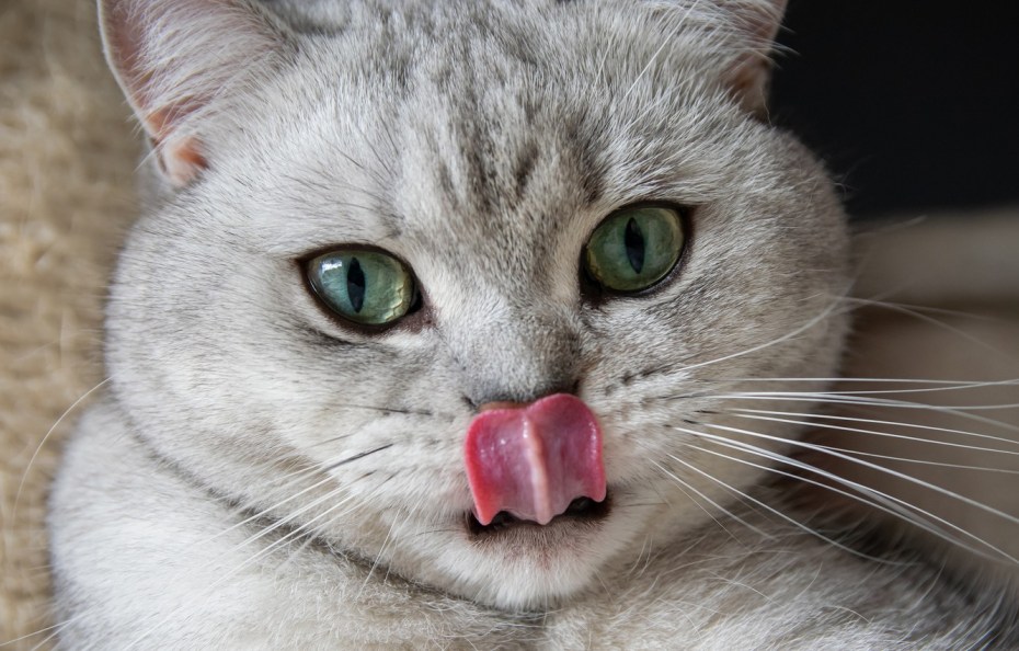 Котенок с языком