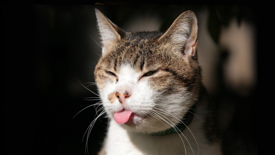 Котенок смеется