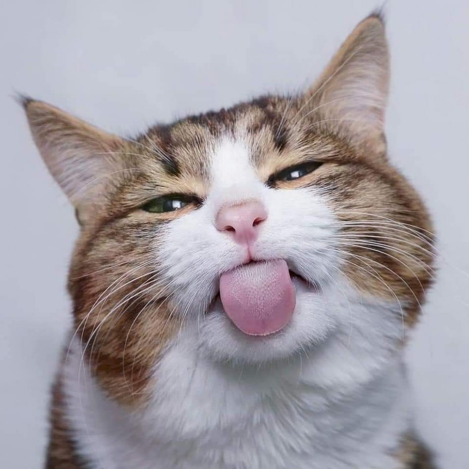 Кот с вытянутым языком