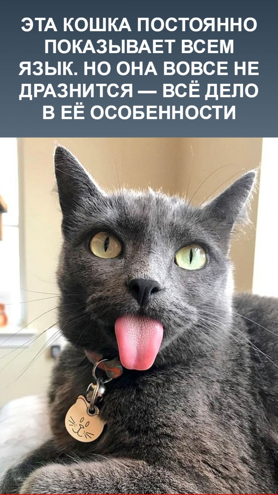 Кошка дразнится
