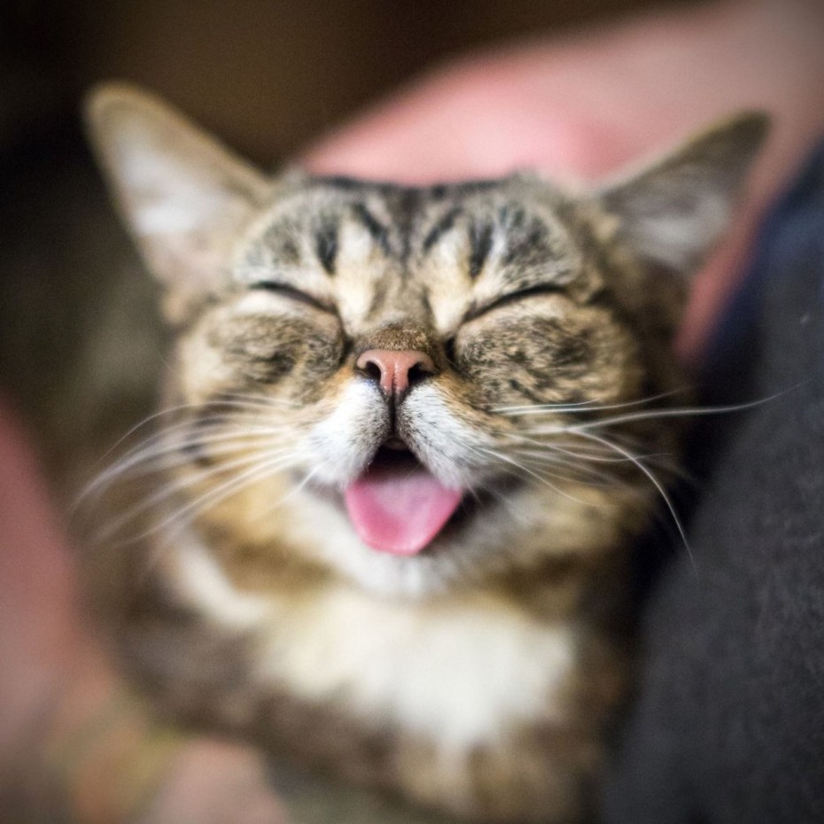 Кот улыбается
