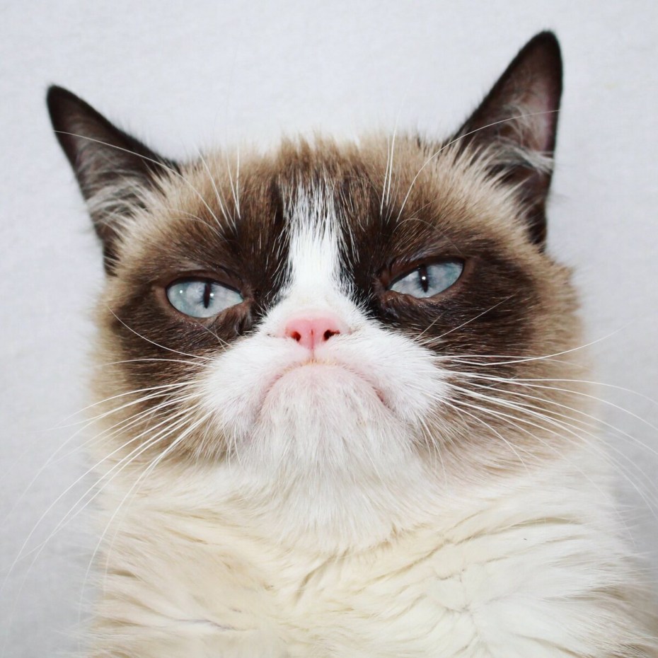 Grumpy Cat (Грампи Кэт).