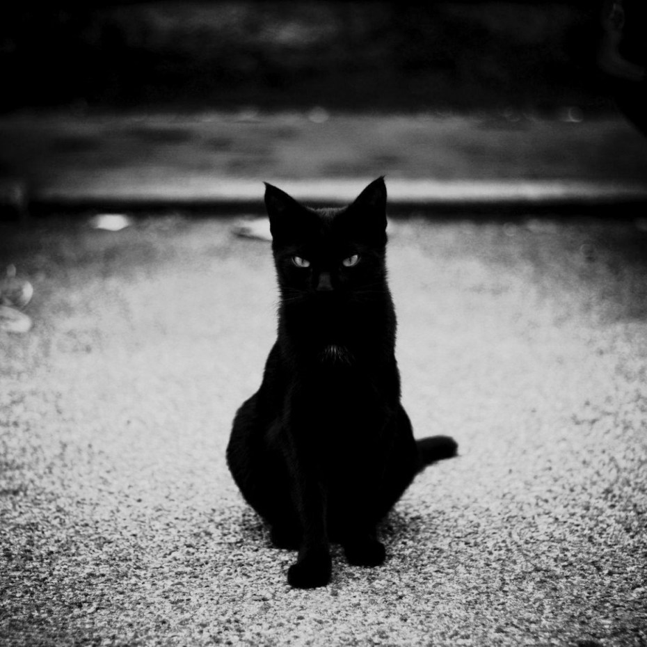 Страшные черные коты