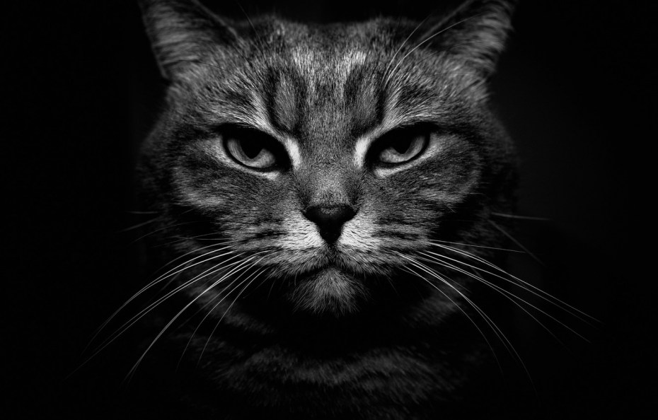 Ведьма с кошкой
