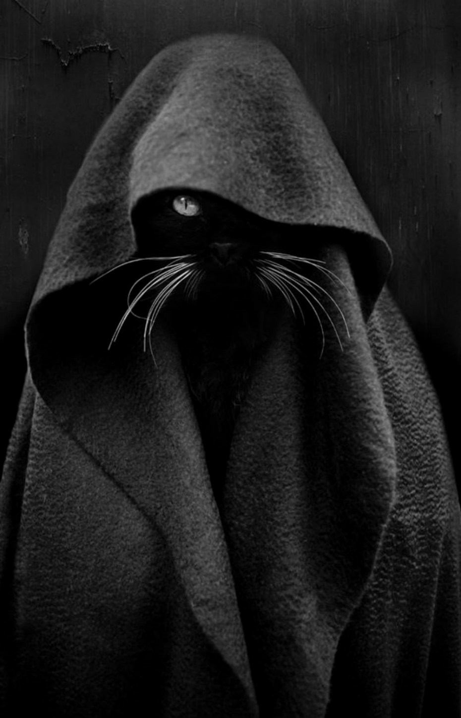 Кот на кладбище