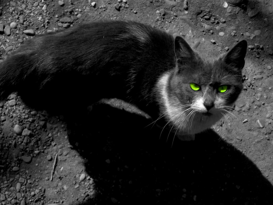 Сердитый кот Grumpy Cat