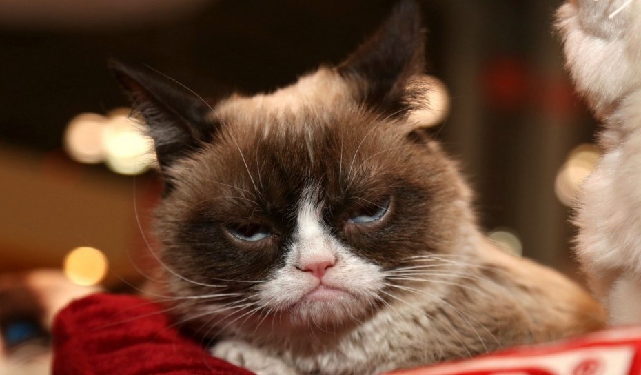 Grumpy Cat Мем оригинал