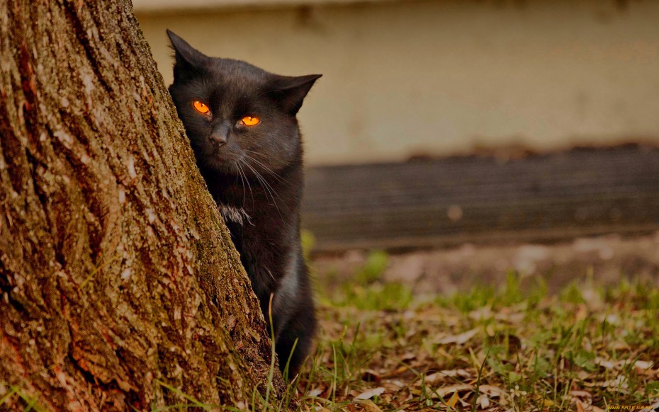 Зловещие коты