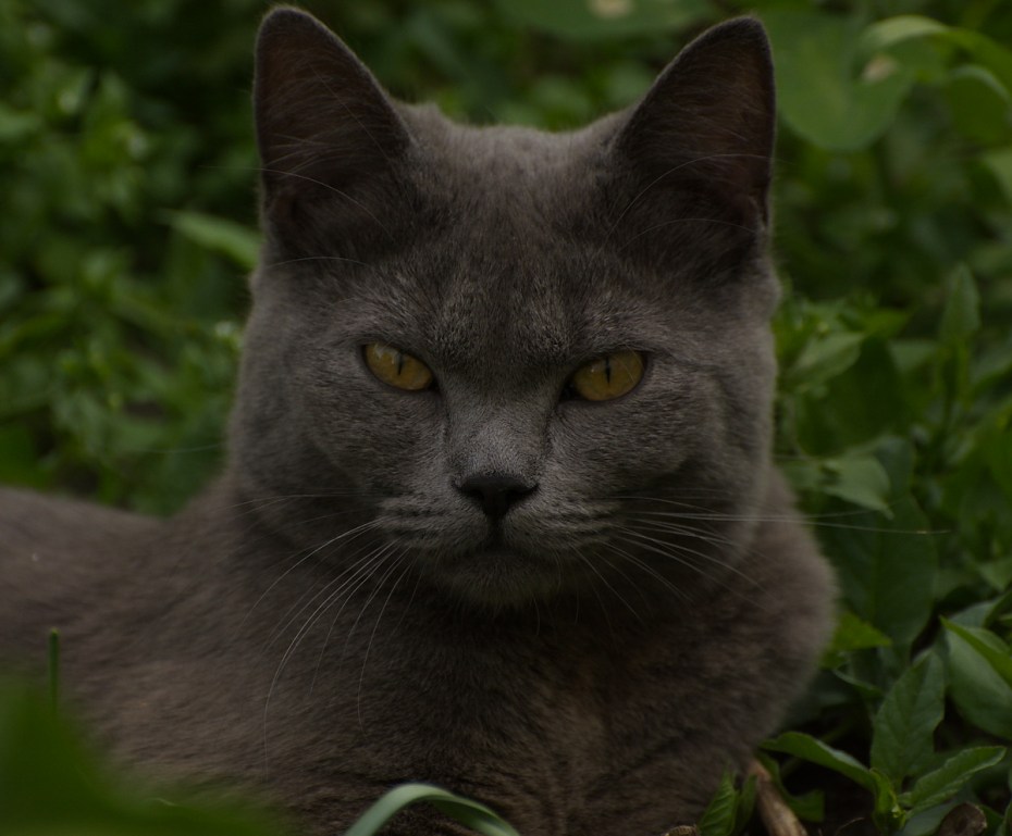 Недовольный кот