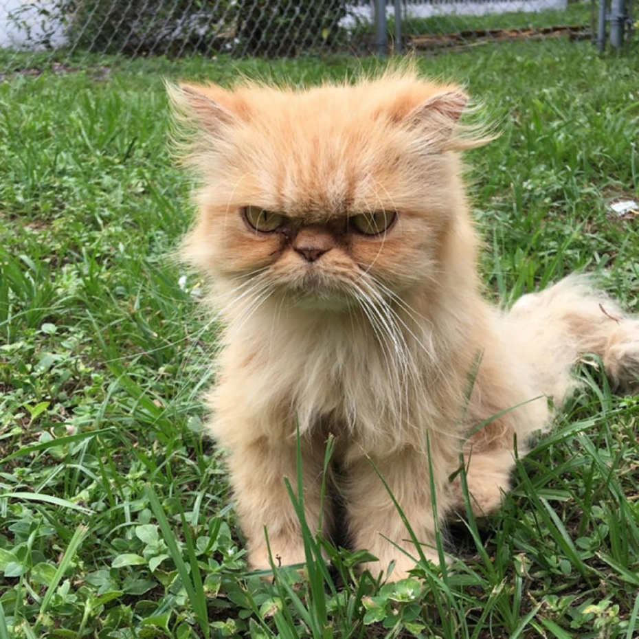 Фантастические коты в лесу