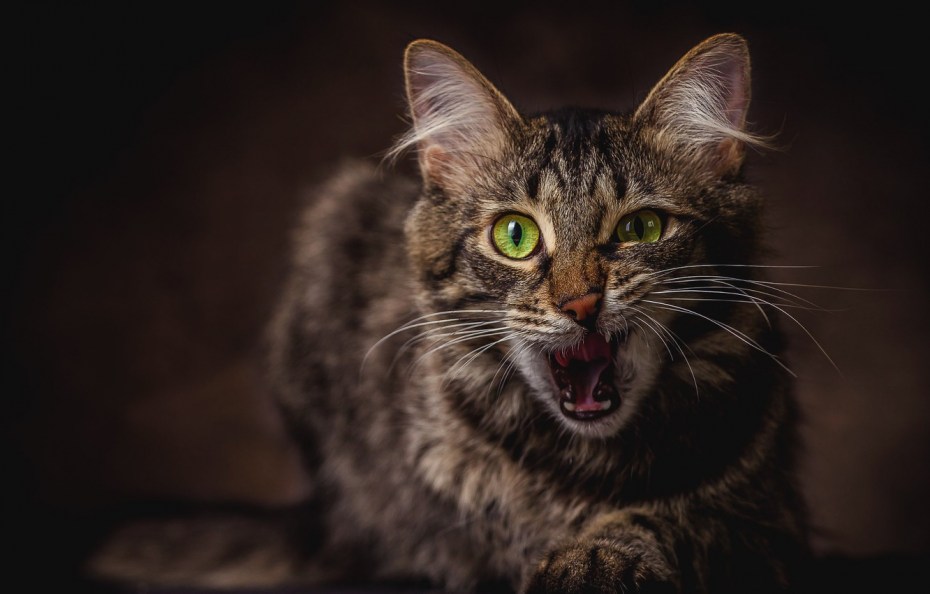 Чёрный кот