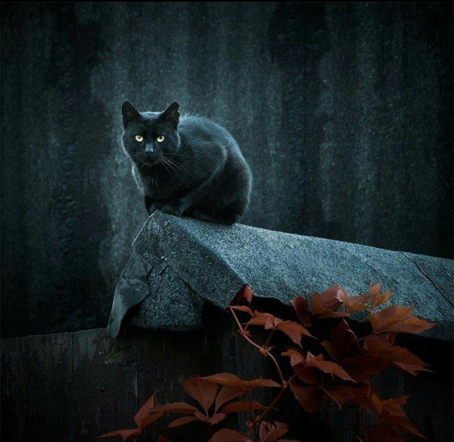 Чеширский кот арт