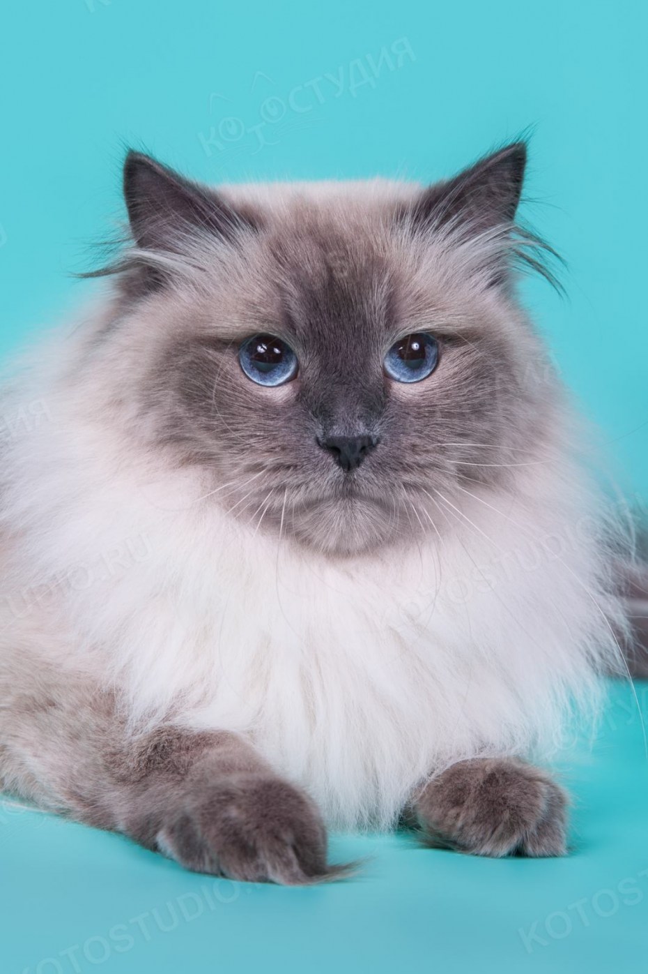Невская маскарадная кошка
