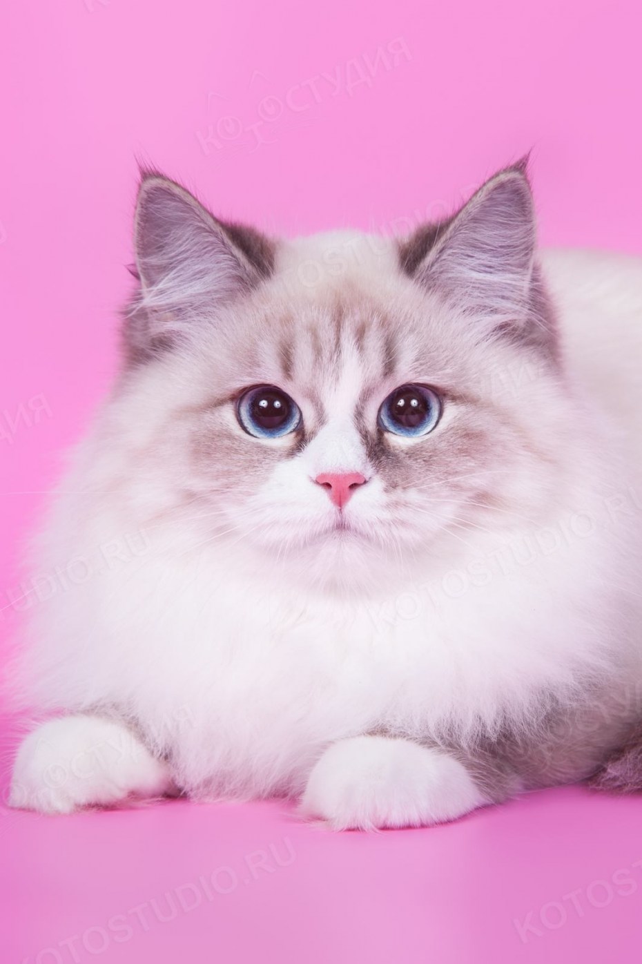 Невская маскарадная котята