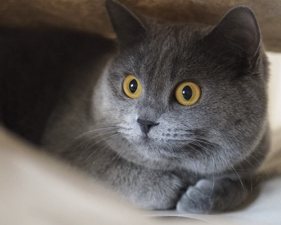 Кот породы шартрез