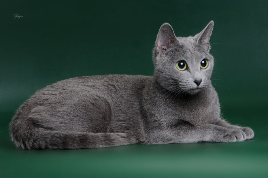 Британская короткошёрстная кошка шартрез
