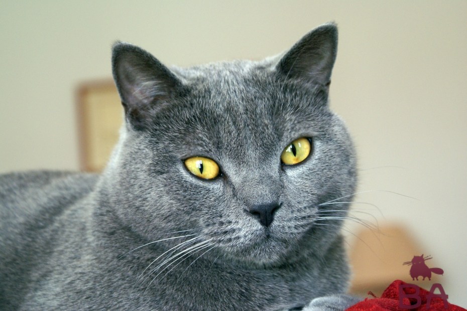 Кошки породы шартрез