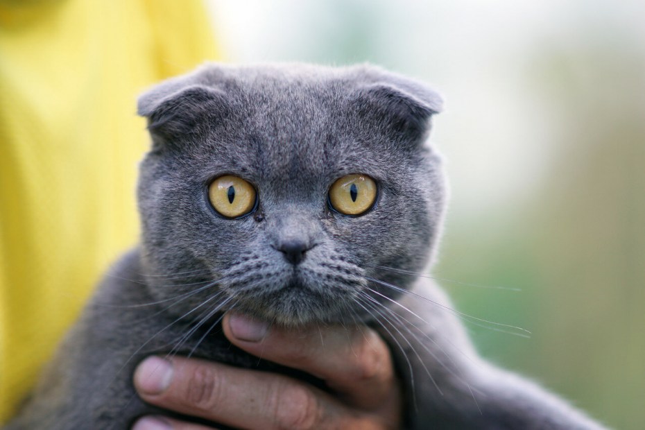 Шартрез кошка отличие от британцев