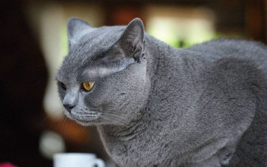 Картезианский кот шартрез