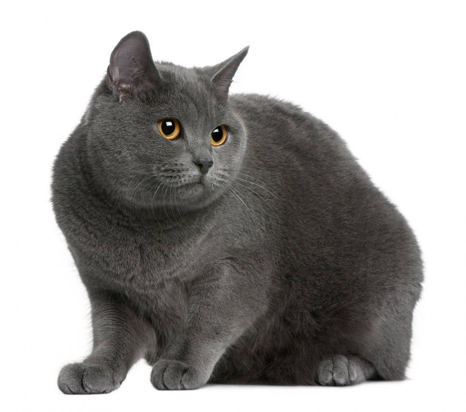 Картезианский шартрез