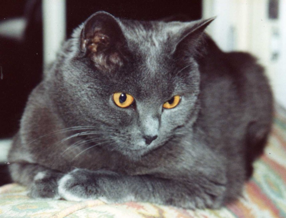 Шартрез кошка