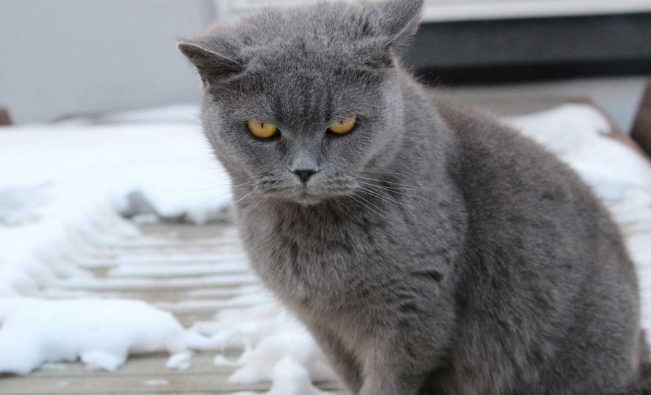 Русская голубая кошка шартрез