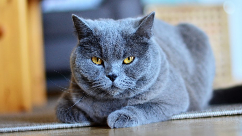 Котята французский шартрез с ошейником