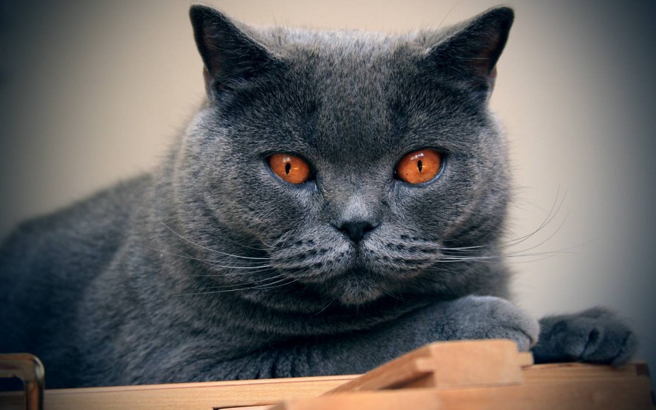 Шотландский вислоухий кот Макс