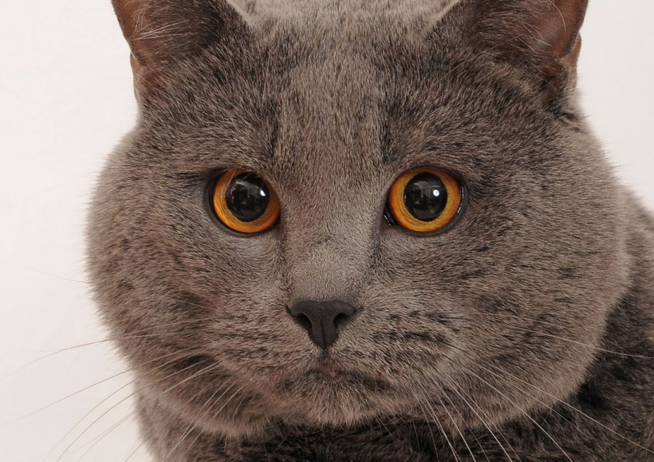 Шартрез кот