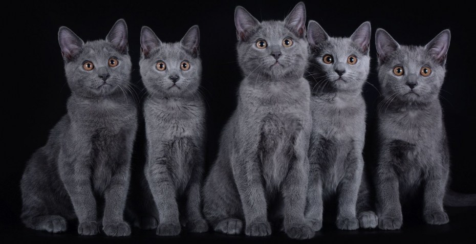 Шартрез кошка