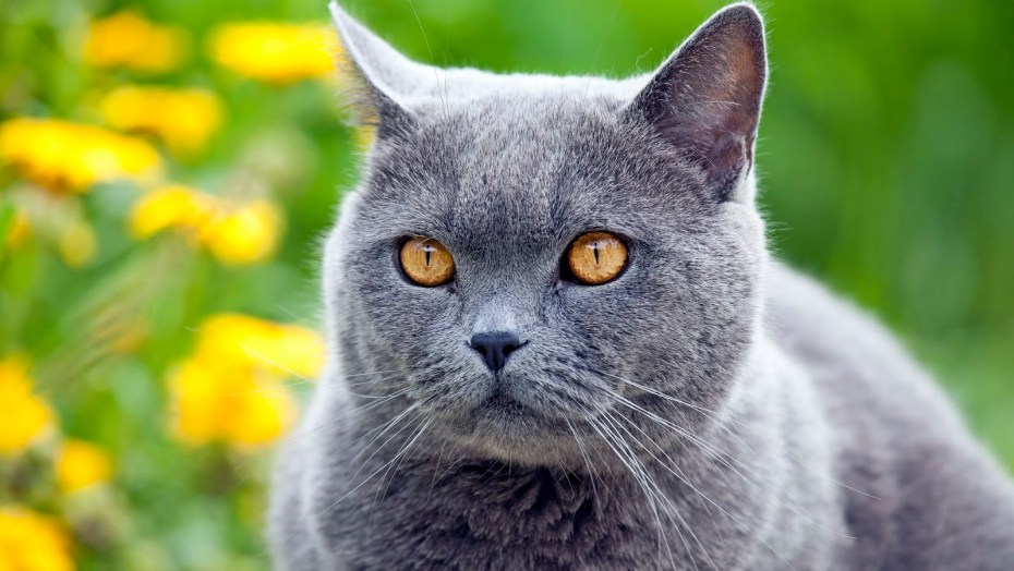 Коты шартрез