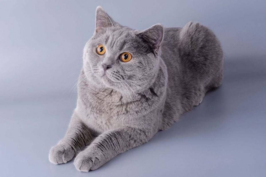 Картезианская кошка шартрез