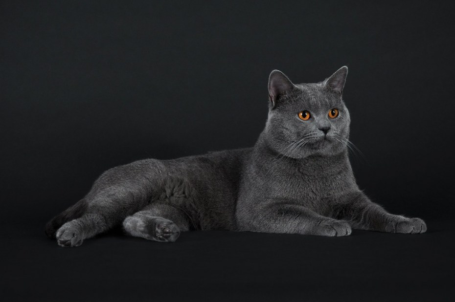 Картезианский шартрез