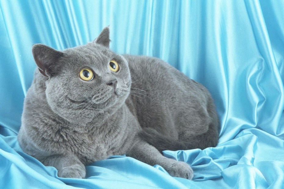 Британская кошка шартрез