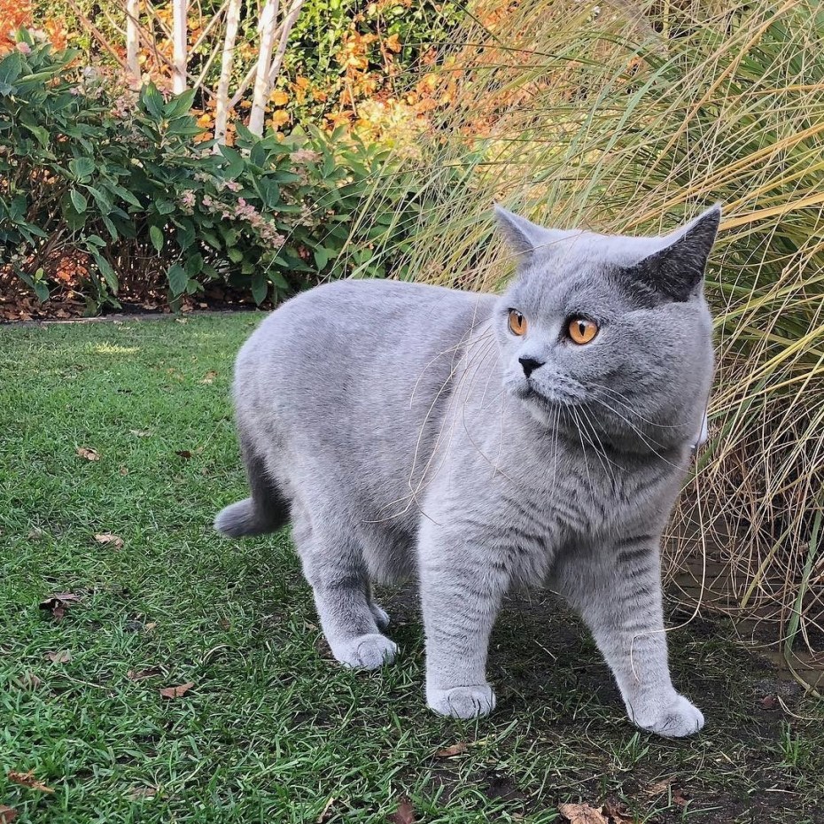 Котята породы шартрез