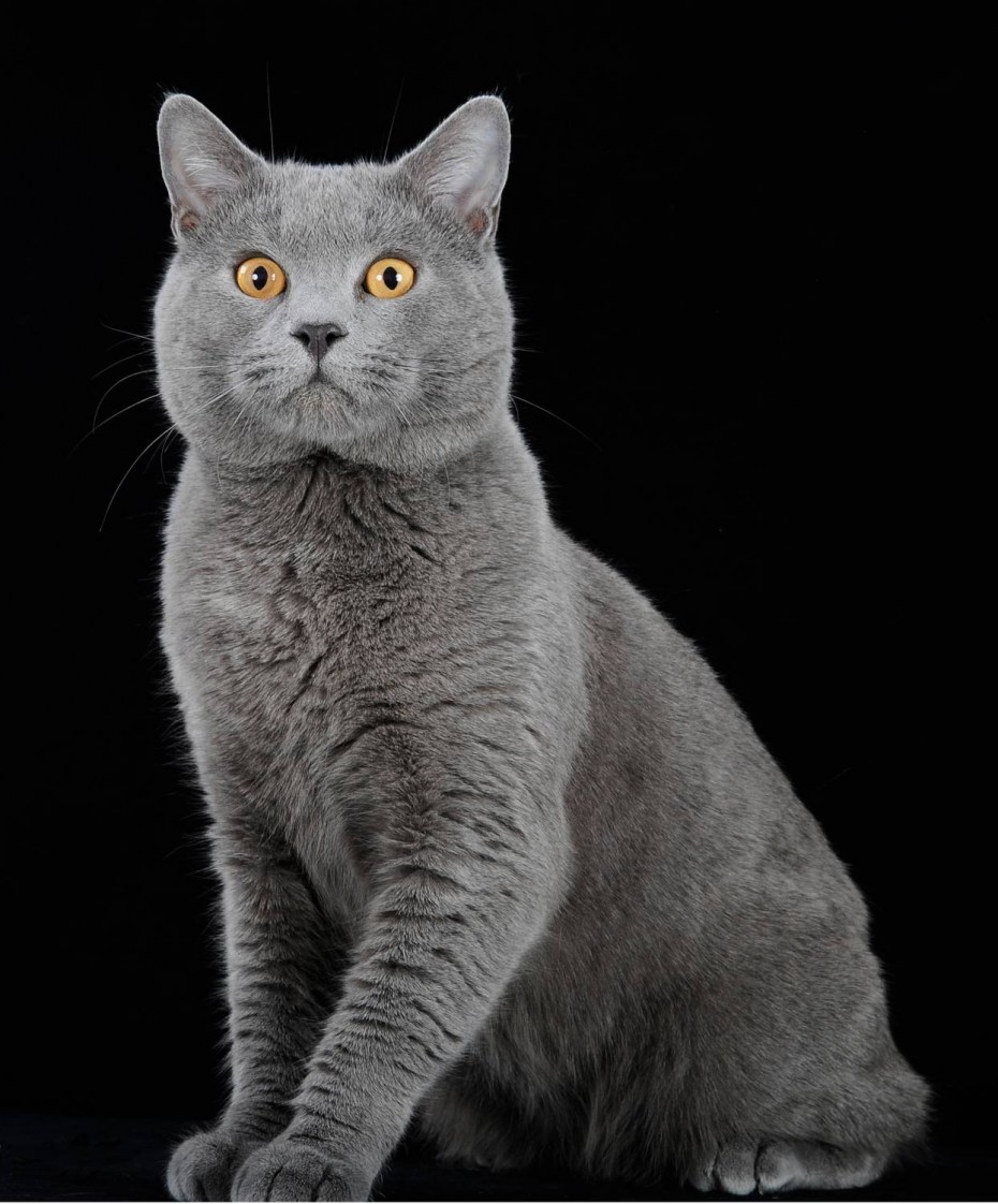 Скоттиш шартрез