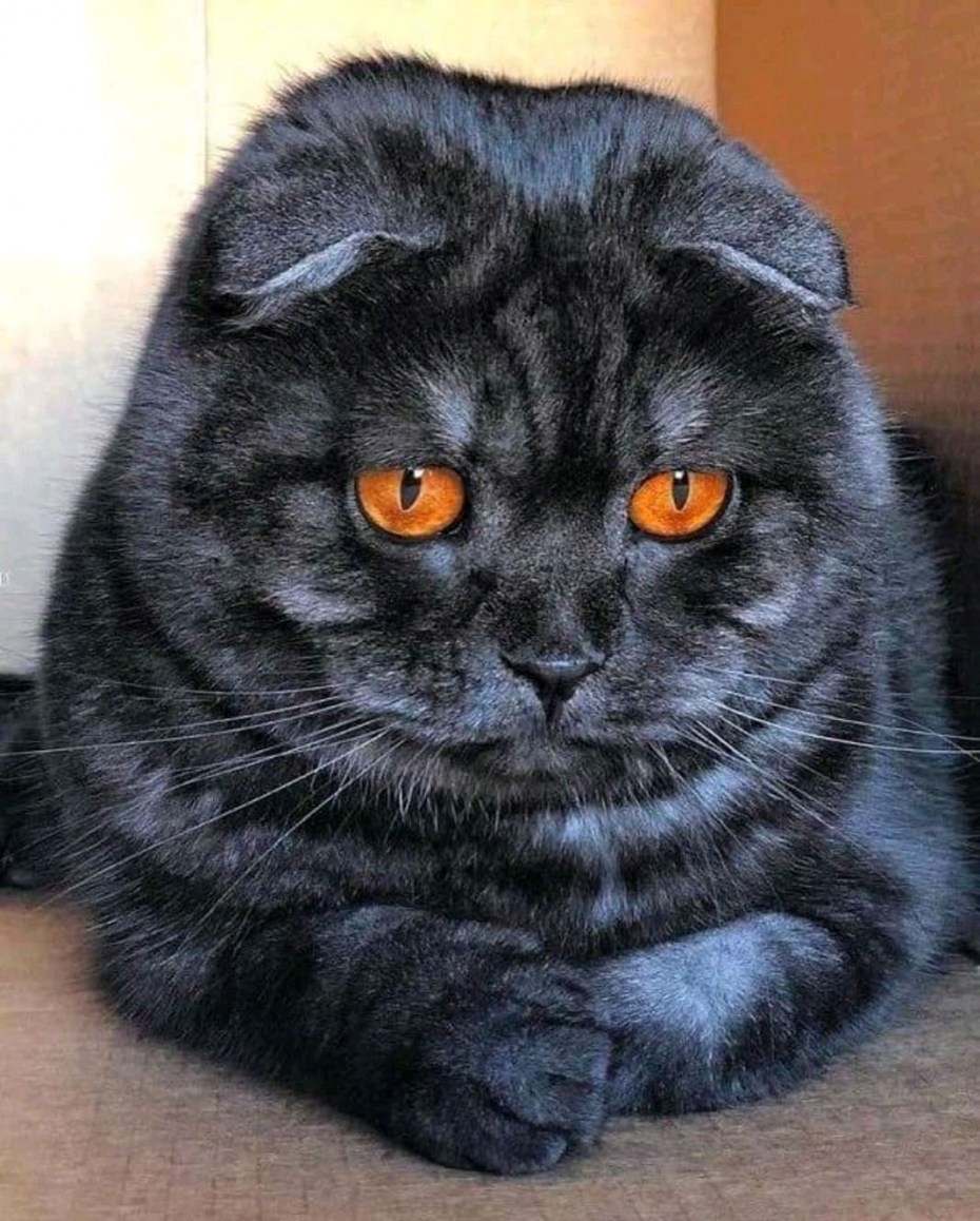 Скоттиш фолд вислоухий черный