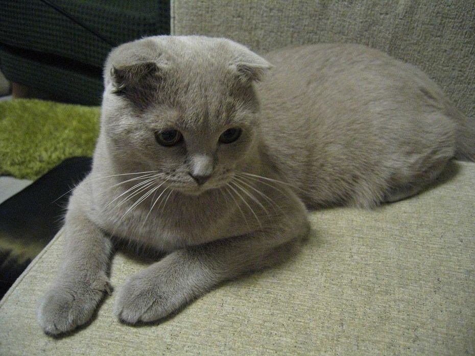 Скоттиш фолд уши