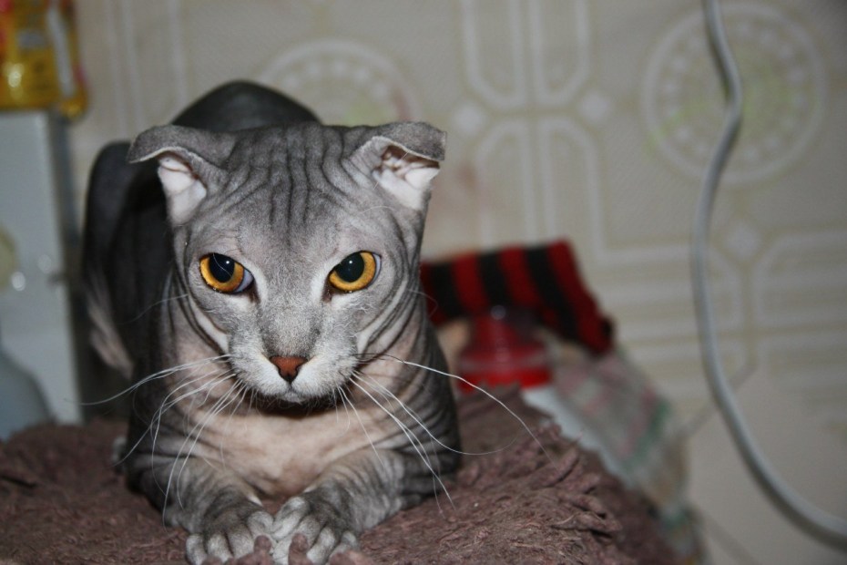 Украинский левкой кошка