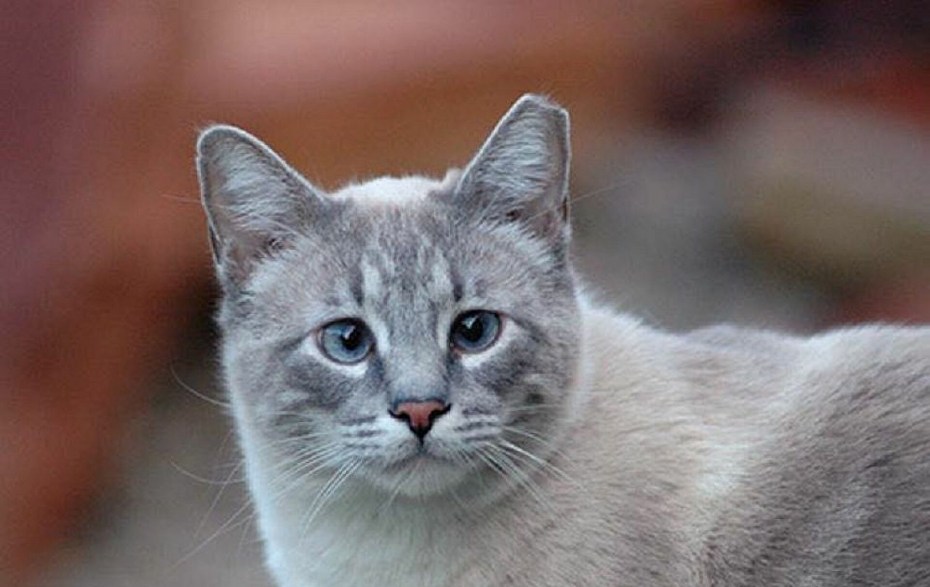 Узбекистанская кошка