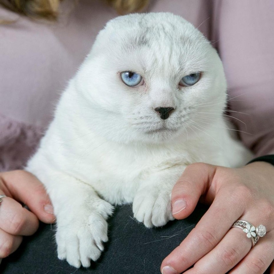 Кошки без ушей