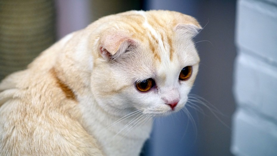 Шотландская вислоухая кошка морда