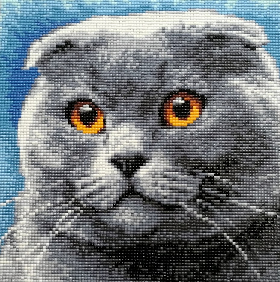 Шотландский вислоухий кот скоттиш фолд