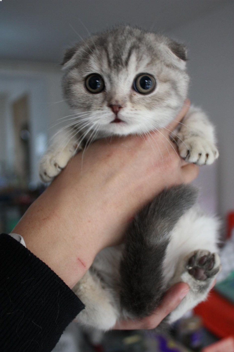 Кошки с маленькими ушами