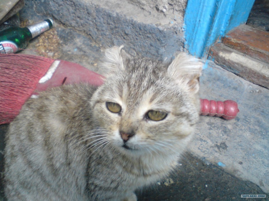 Кот с купированными ушами