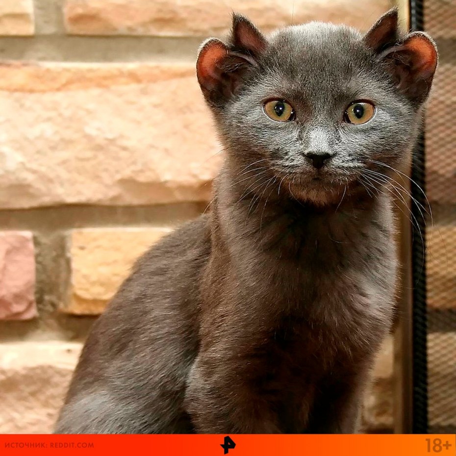 Кот йода с 4 ушами