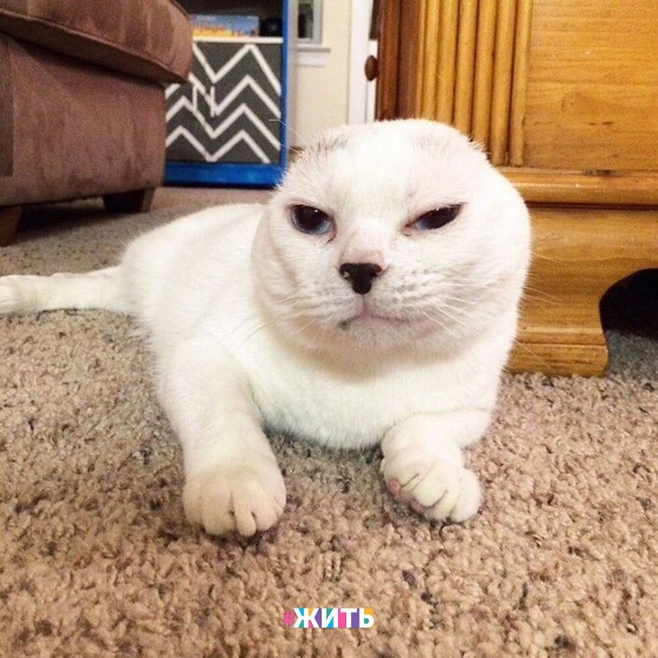 Кот без ушей