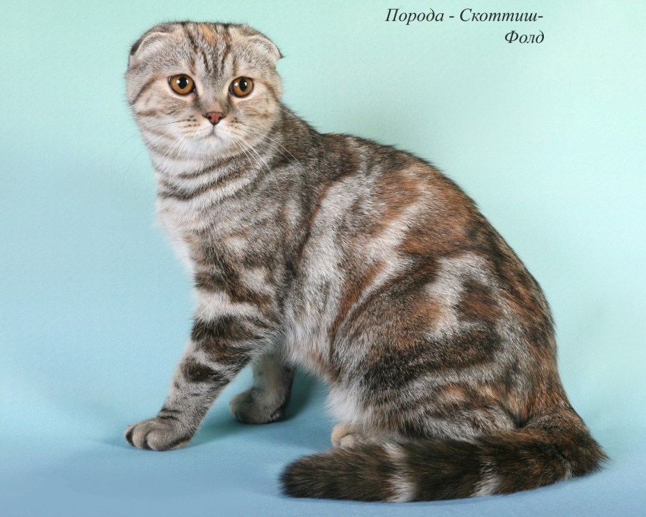 Скоттиш-фолд Шотландская вислоухая с коротким хвостом