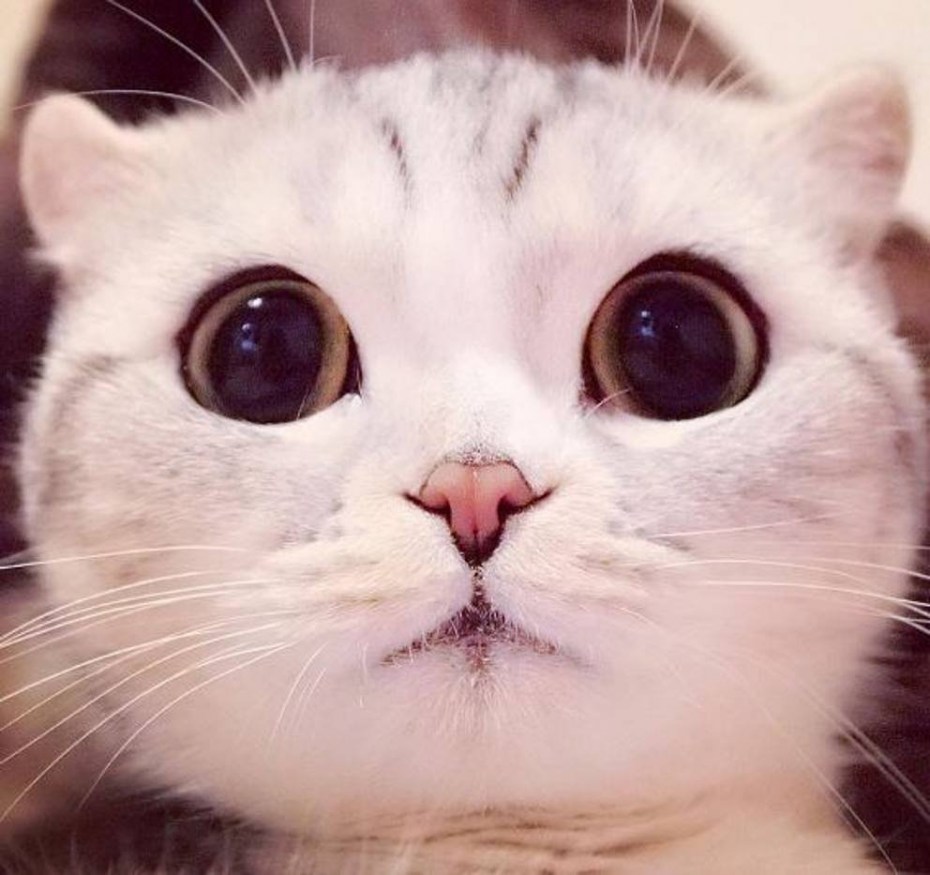 Милый котик